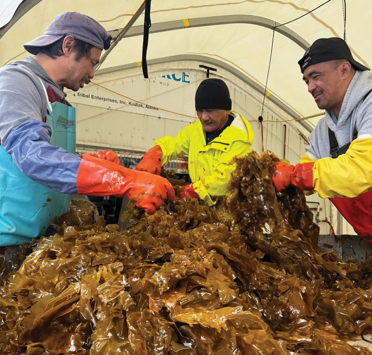 Three men in waterproof gear and orange gloves process a large pile of brown kelp inside a high-ceilinged industrial tent facility.