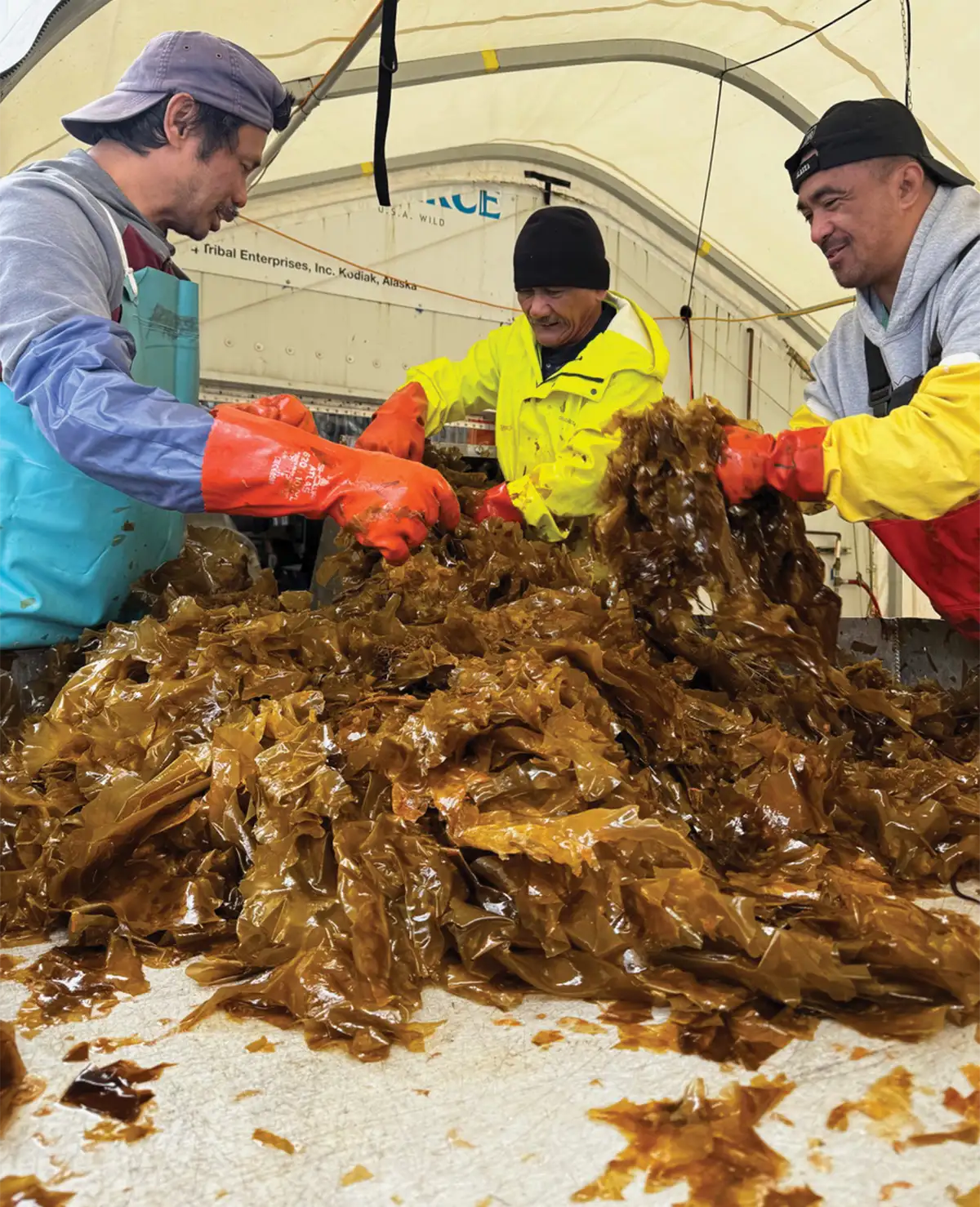 Three men in waterproof gear and orange gloves process a large pile of brown kelp inside a high-ceilinged industrial tent facility.