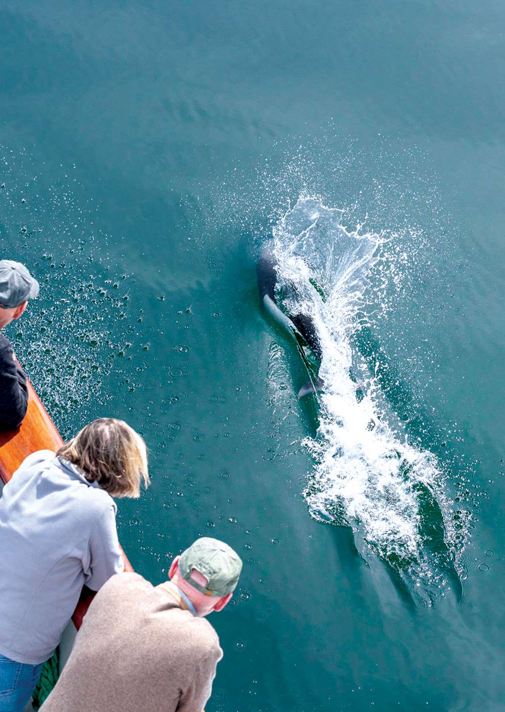 From a high angle, three people on a boat look down at a marine mammal splashing in the dark green water.