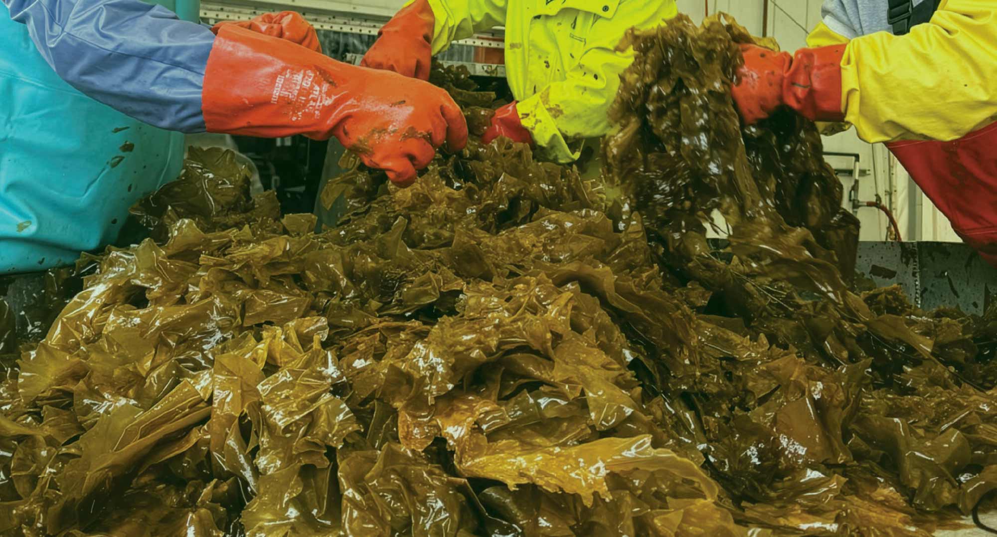 Workers in waterproof gear and red gloves handle a large pile of harvested brown kelp in a processing facility.