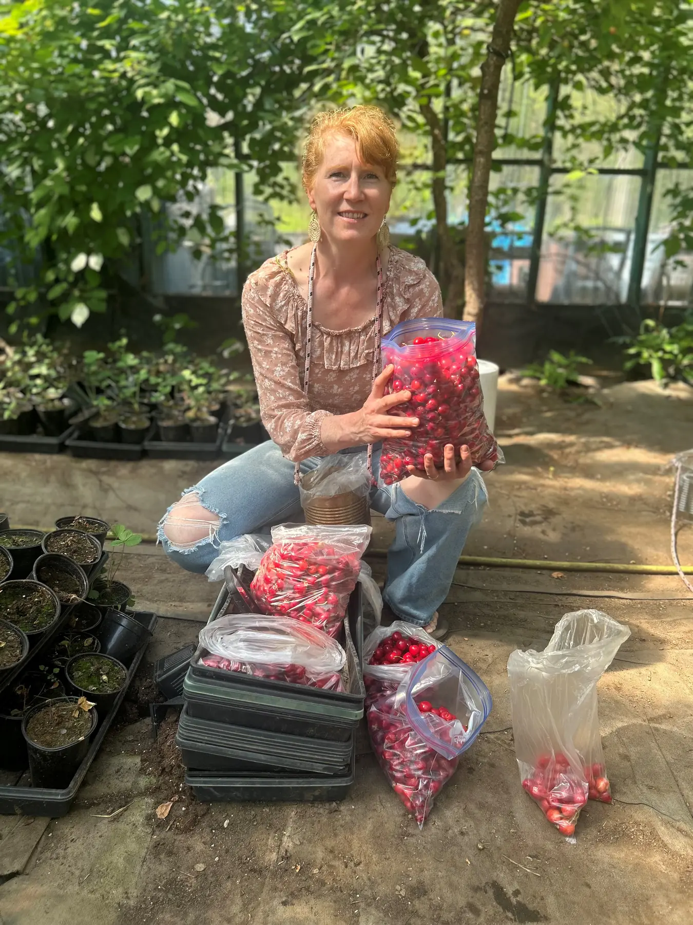 A woman holds a bag of freshly harvested red cherries while seated among additional bags of cherries and potted plants in a greenhouse.