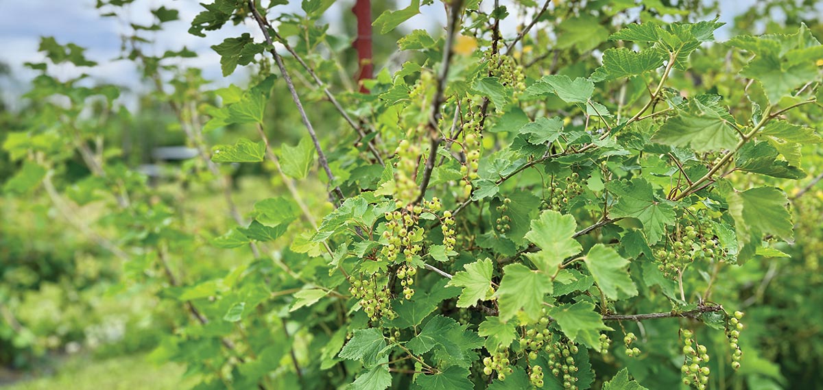 Close-up of green currant berries ripening on a leafy bush in a garden.