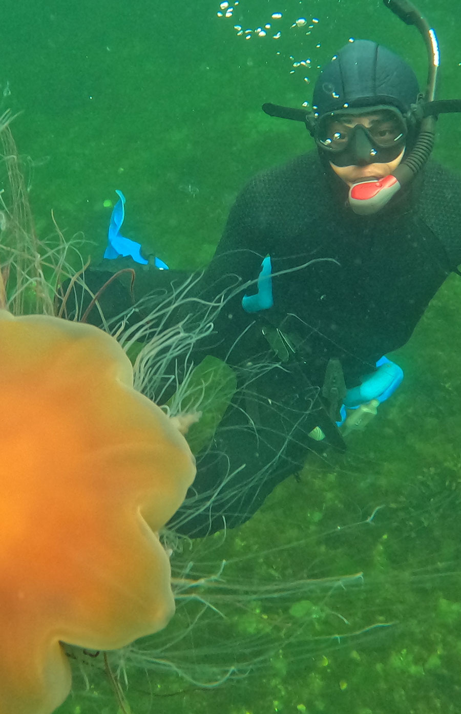 A snorkeler in a full wetsuit and mask swims underwater alongside a large orange jellyfish with long, trailing tentacles.