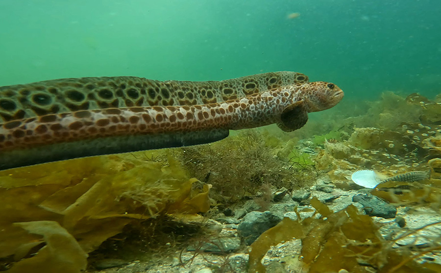 A long, spotted eel-like fish swims underwater over seaweed and rocks along the seabed.
