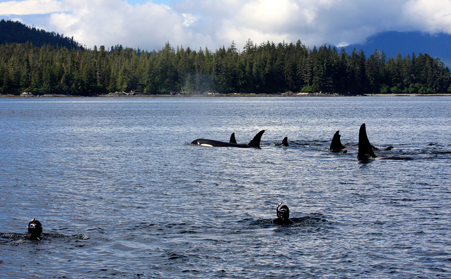 Snorkelers swim in calm ocean waters near a pod of orcas, with a dense forested shoreline in the background.