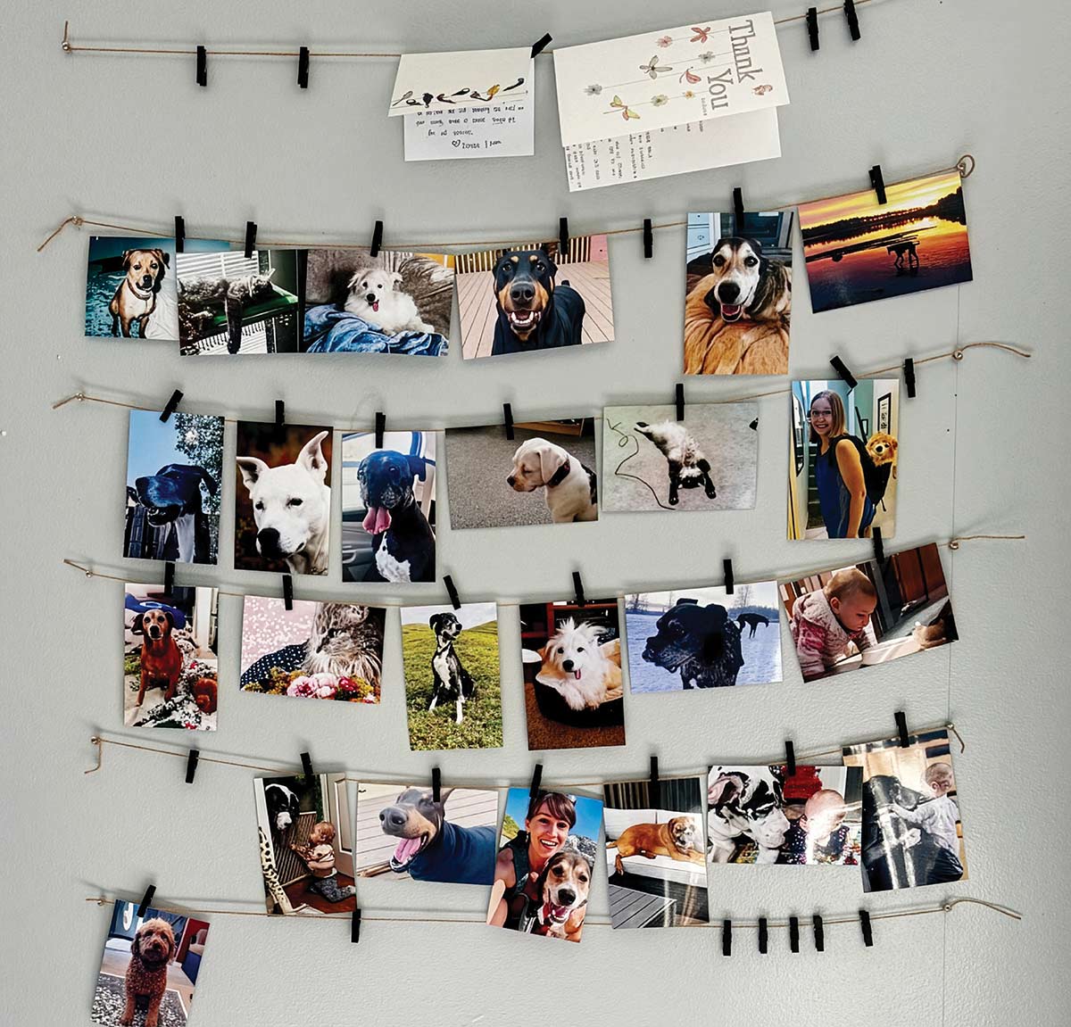 Wall display featuring printed photos of dogs hanging from strings with clothespins.