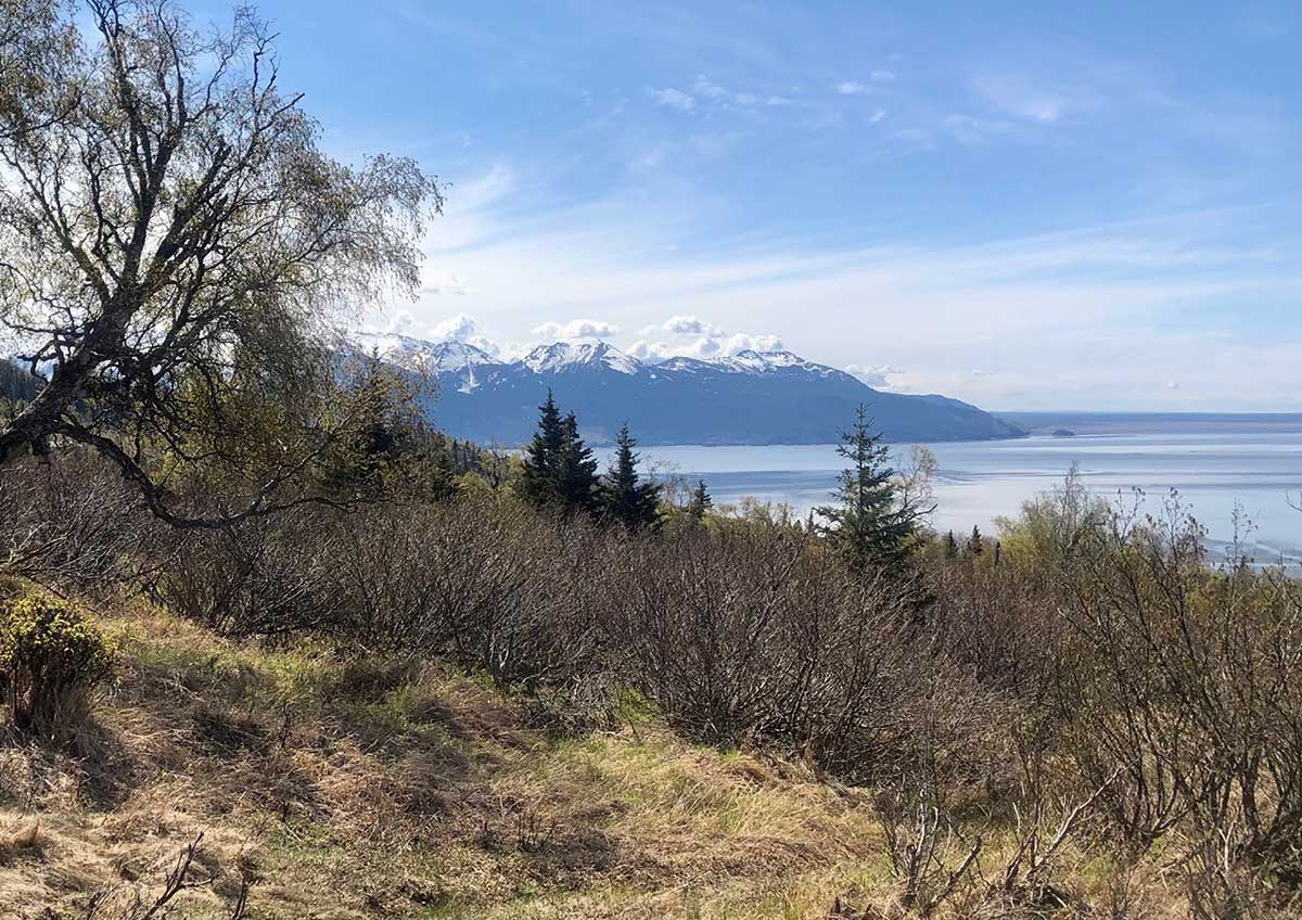 Scenic view of snow-capped mountains and a body of water through coastal trees.